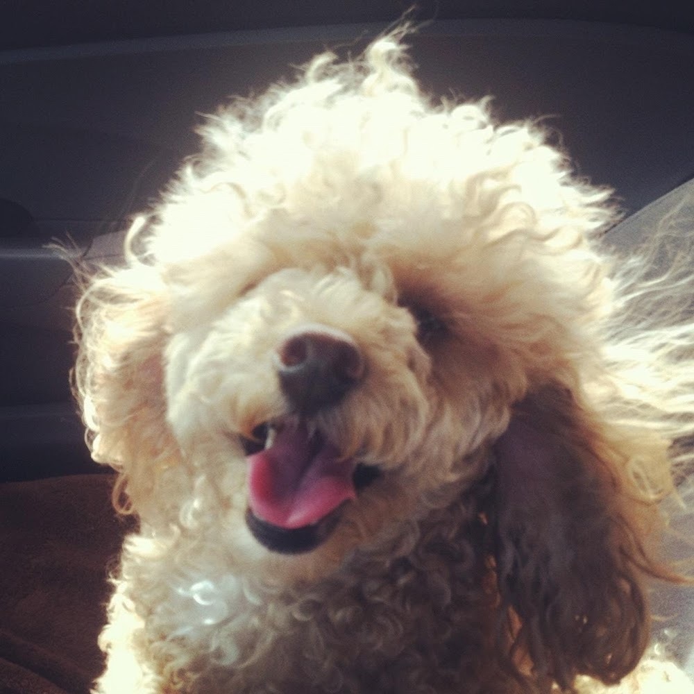 Meet your Posher, Annahita